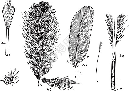 羽毛类型复古插图背景图片