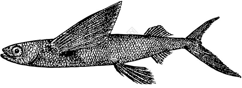 加州飞鱼 古董插图图片