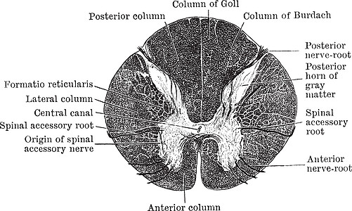 通过脊髓上部的截面复古它制作图案图片