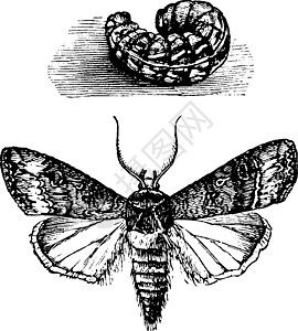 地老虎复古插图绘画雕刻家庭飞行黑色白色幼虫艺术图片