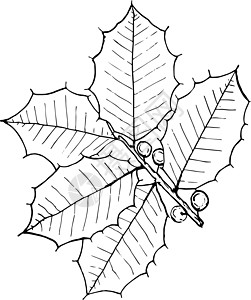 Holly 古董插图艺术梧桐木雕刻黑色白色绘画图片