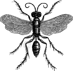 蜘蛛蜂群 老古董插图图片