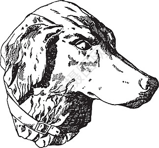 猎狗头是文哥曼钦的设计的图片