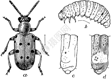 Crioseris 12 Punctata 古典插图图片