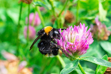 大黄蜂在三叶草上植物宏观花粉花蜜大庭昆虫植物群动物荒野蜜蜂图片