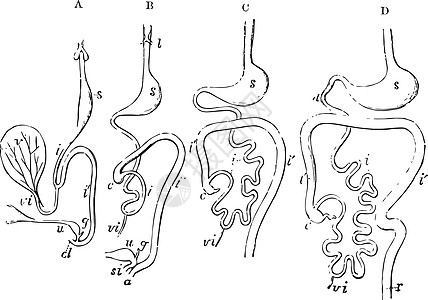 消化道的发展复古插图艺术雕刻黑色白色绘画图片