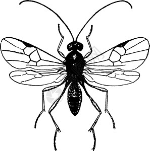 Apanteles 复古插图黄蜂艺术黑色绘画白色雕刻图片