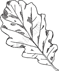 冬橡树叶设计通常出现在飞檐和柱子上图片