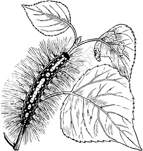Satin Mouth的毛虫 陈年插图高清图片