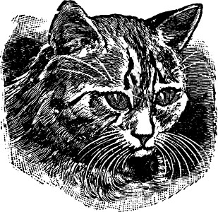 猫眼复古插画图片