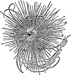 海胆复古它制作图案黑色海星艺术白色绘画雕刻插图图片