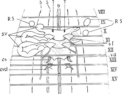 蚯蚓生殖器官 古老插图图片