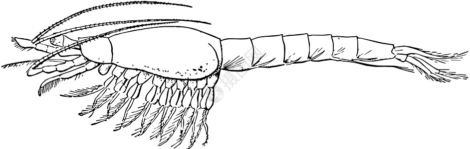 虾 古董插图绘画雕刻艺术白色黑色背景图片