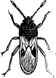 陈年插图艺术黑色极乐绘画恶臭漏洞白色雕刻昆虫半边天图片