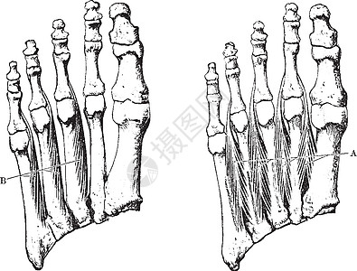 双脚的跨肌肉 老式插图图片