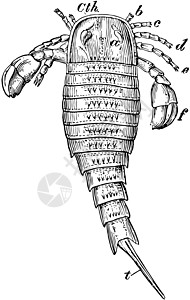 Dorsal 视图海蝎子 老式插图图片