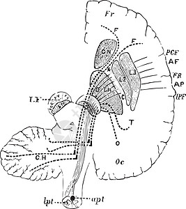 脑部显示前额食道与切雷贝尔的大脑连接图片