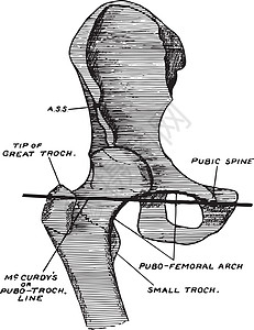 耻骨插图图片