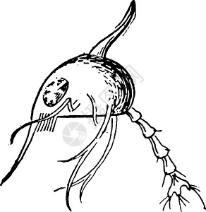 插图短尾白色甲壳类雕刻绘画动物艺术黑色十足类次序图片