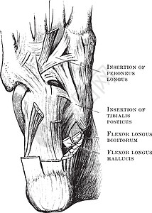 脚部的肌肉 古老的插图图片
