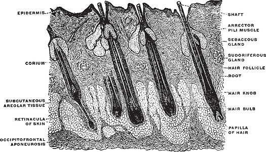 陈年铁观音纵向科主任的发型 陈年插图插画