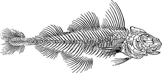 黑线鳕复古插图图片