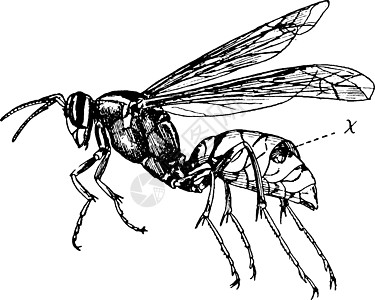 黄蜂 古董插图毒刺猎物图片