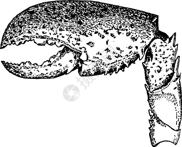 龙虾爪复古插图图片