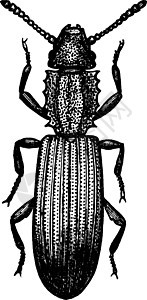 锯齿纹甲虫复古插图粮食尺寸棕色背景图片