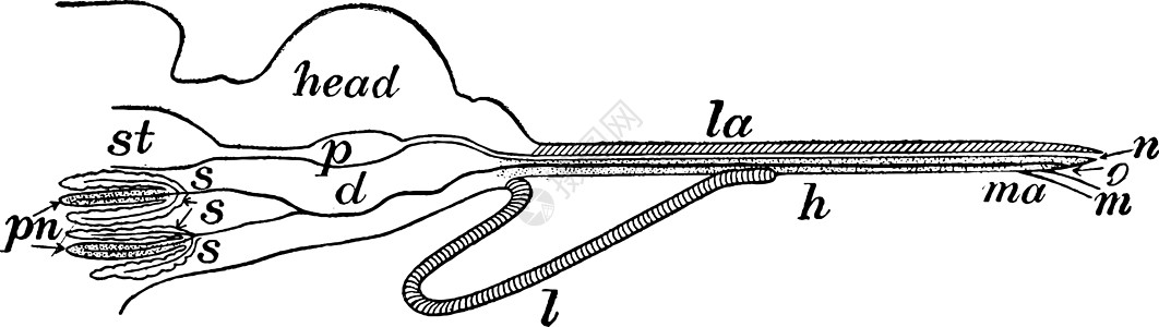 Proboscis 旧式插图图片