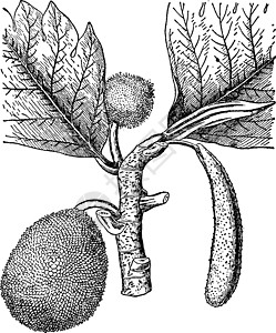 猕猴桃果树面包果树复古插画树木白色绘画黑色插图水果雕刻艺术插画