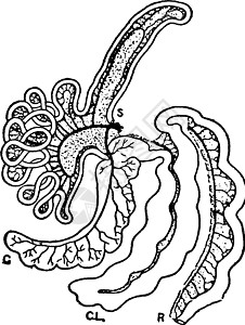 塔皮尔的不适历程 古代插图背景图片