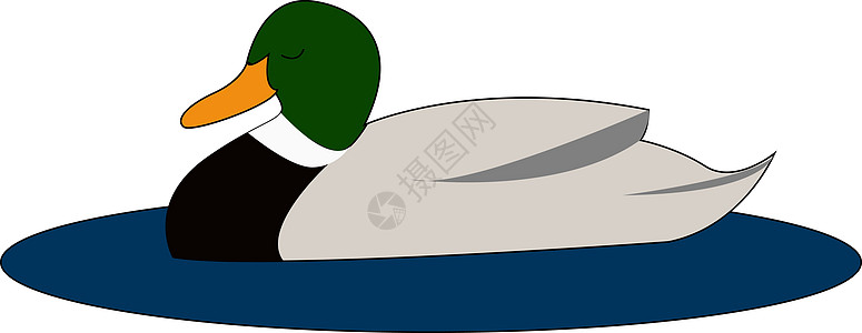白色背景上的野鸭插画矢量绘画吉祥物家禽大学动物卡通片团队荒野艺术绿色图片