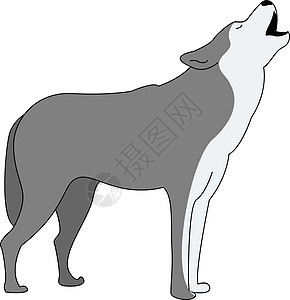 灰狼 插图 白色背景的矢量图片