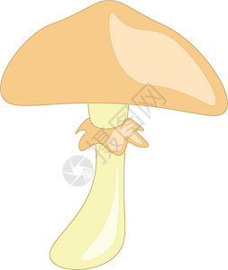 伞形真菌矢量或颜色插图图片