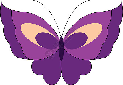 紫蝴蝶矢量或颜色插图热带大自然翅膀飞行森林庆典绘画野生动物背景图片