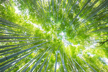 在日本京都竹林的著名旅游景点中 埋藏着植被背景公园热带生长阴影木头线条花园竹子叶子图片