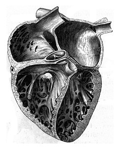 人的心脏 古代的雕刻图片