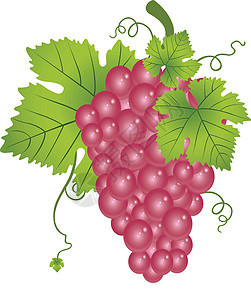 红葡萄插画甜点健康叶子食物植物小吃绘画艺术品营养树叶图片