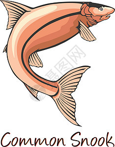 普通Snook 颜色说明脊椎动物动物水产十进制水族馆食物海洋淡水异国海鲜图片