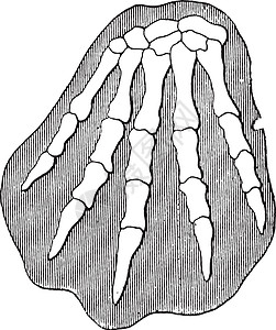 普拉提普斯 老古董雕刻骨骼艺术品鸭嘴兽绘画指骨生物学白色野生动物蹼状动物图片