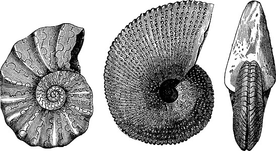 阿姆莫尼特三亚西克 古代雕刻灭绝白色海洋蚀刻艺术古生物学软体历史性生物学动物图片