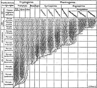 植物王国的家族树 古代雕刻生物学植物群绘画古董盆纪家庭被子裸子艺术品植物学背景图片