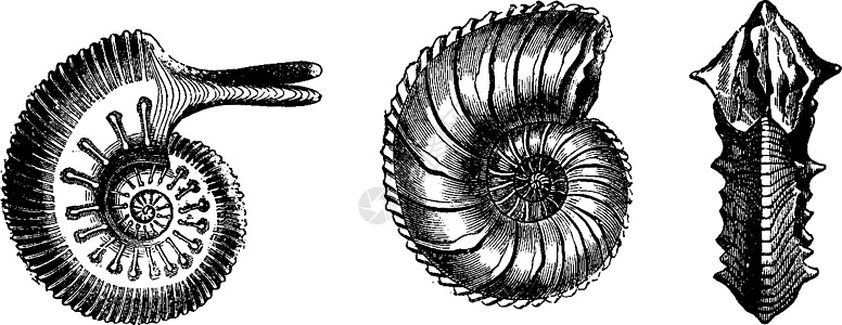 侏罗纪时期的头足类动物复古雕刻图片