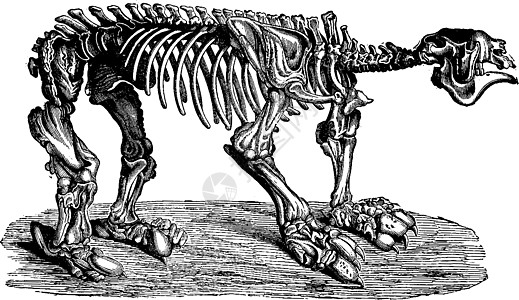 古代雕刻化石行为学历史脊椎动物荒野历史性白色古董骨骼巨兽图片