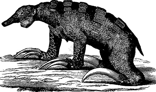 Megalonyx 没有牙齿的哺乳动物之四美洲 老古董图片