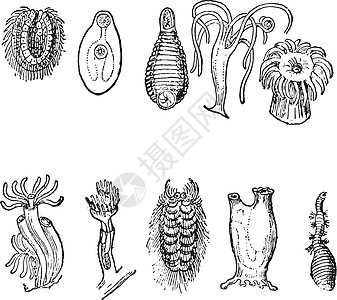 生物糖胶原始或基本诗句的变化和分化插画