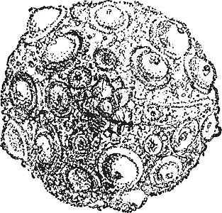 血清结肠杆菌 古代雕刻图片