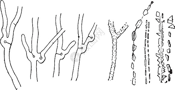 具有特征环的菌丝体与草酸石灰 cr 的菌丝体图片