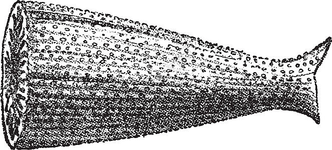 古代雕刻生长生物白色动物黑色科学生物学绘画古生物学灭绝图片